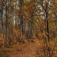 ГАУ АО "КАМЫЗЯКСКИЙ ЛЕСХОЗ"