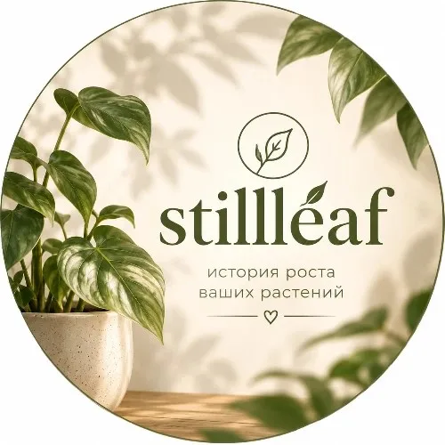 Stillleaf