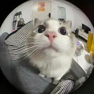 котячьи приятели