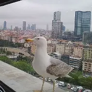 Записки с удаленки