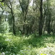 ГАУ АО "Левобережный лесхоз"