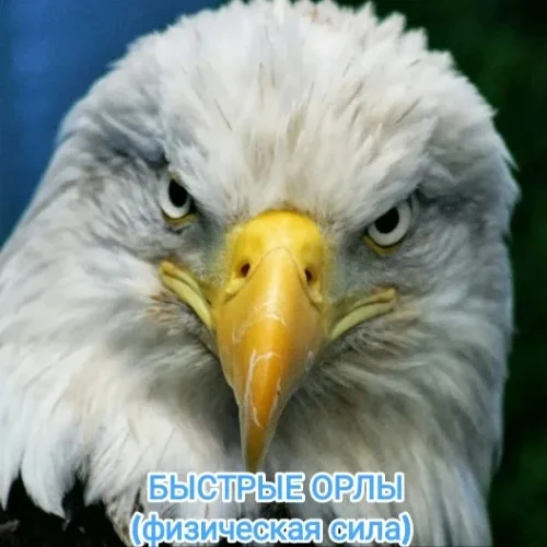 БЫСТРЫЕ ОРЛЫ