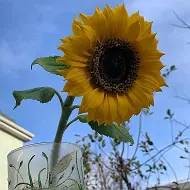 Real Flower