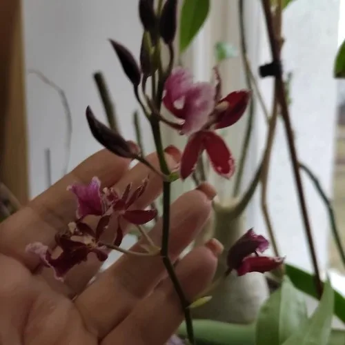 Солнцевский РДК
