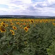 ГКУ ЛНР "Луганская АЛНИС"