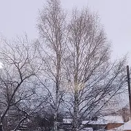 ГКУ СО Новолялинское лесничество