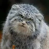 Палласов кот